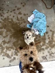 Found/Stray Unknown Dog last seen 35th St and Karen Dr, Phoenix, AZ 85032