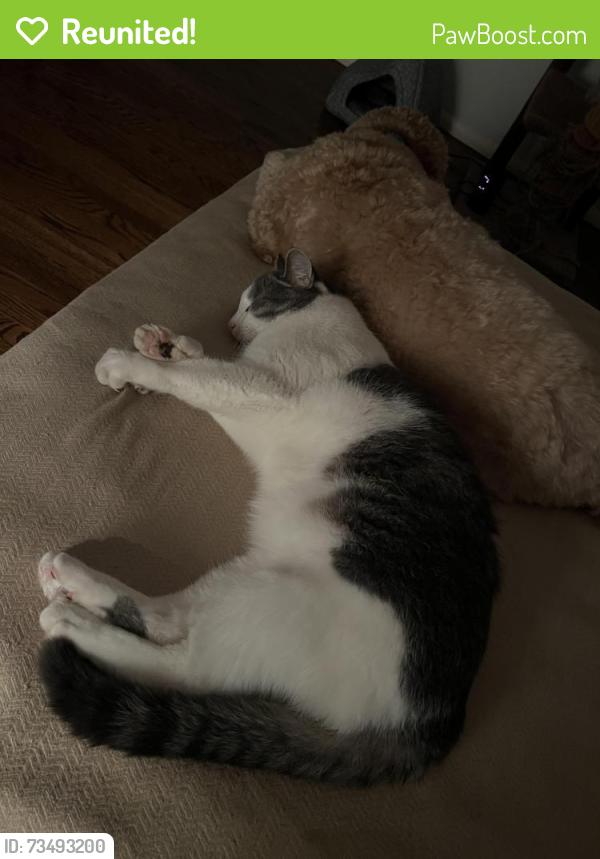 Reunited Male Cat last seen Geyer and West Geyer, Frontenac, MO 63131