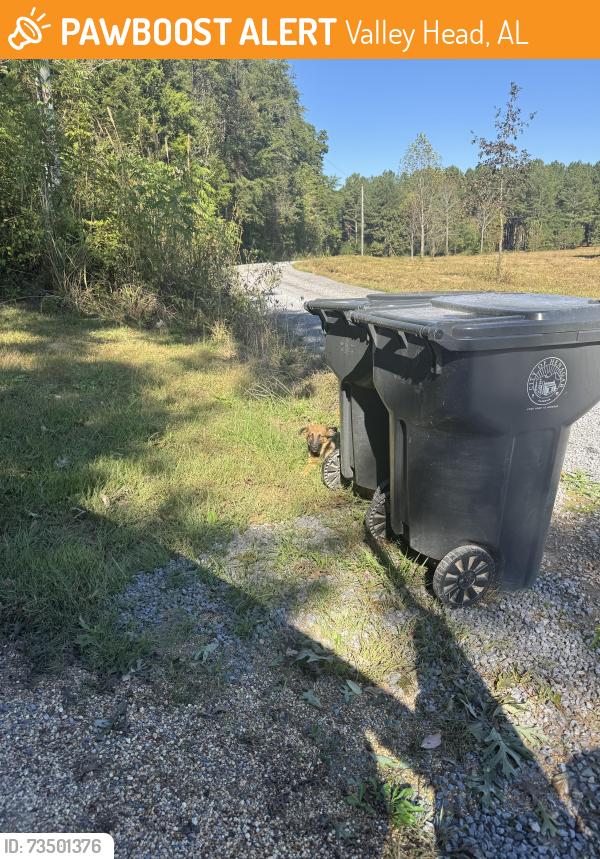 Found/Stray Male Dog last seen Hwy 11 and Co Rd 752, Valley Head, AL 35989