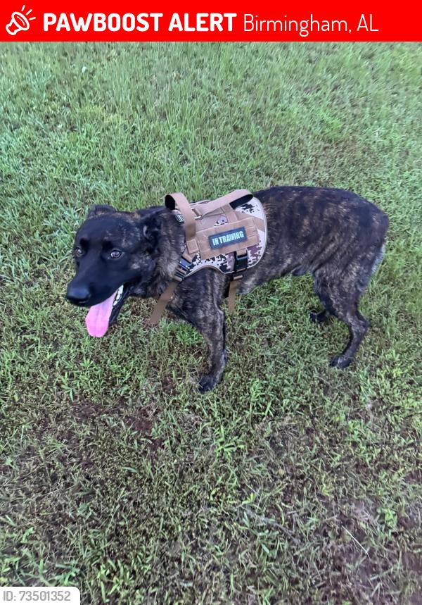 Lost Male Dog last seen Service road, Trussville al, Birmingham, AL 35235