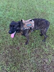 Lost Male Dog last seen Service road, Trussville al, Birmingham, AL 35235