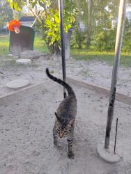 Reunited Female Cat last seen Oak run golf club, Ocala, FL 34481