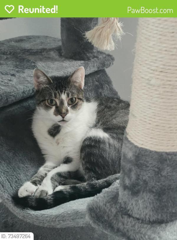 Reunited Female Cat last seen Near Benjamin Franklin Dr. ans Lido Regency cndmniums, Sarasota, FL 34236