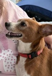 Found/Stray Female Dog last seen Braunig Lake, Elmendorf, TX 78112