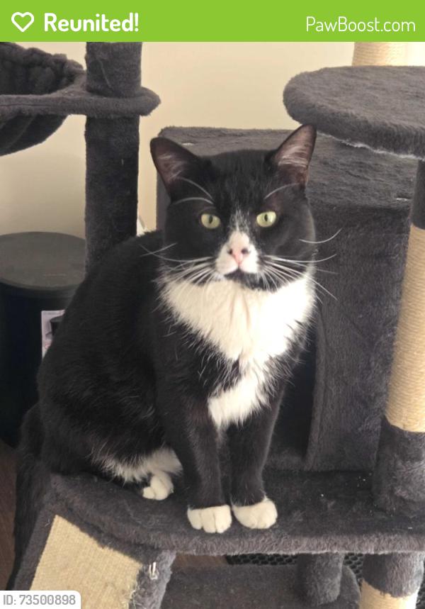 Reunited Male Cat last seen Around the Sedgefield Garden apmt, Greensboro, NC 27407