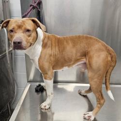Shelter Stray Male Dog last seen , 244 Georgetown Rd, Jacksonville, NC 28540, USA