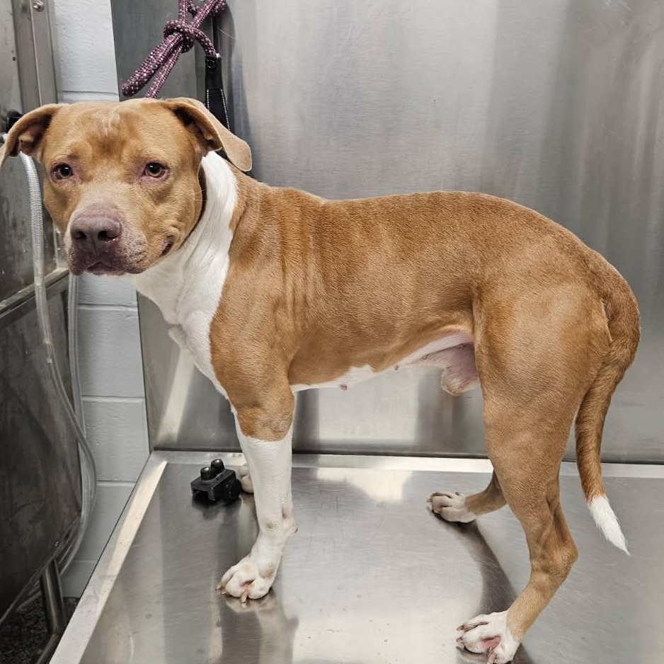 Shelter Stray Male Dog last seen , 244 Georgetown Rd, Jacksonville, NC 28540, USA