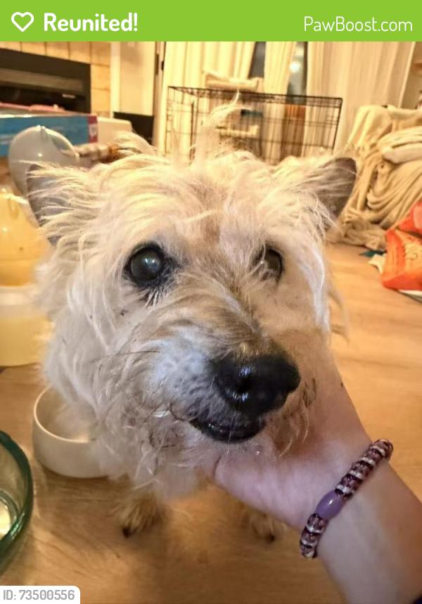 Reunited Female Dog last seen Near 26th Ave SW Seattle, WA 98146 United States, Seattle, WA 98146