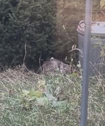 Found/Stray Unknown Cat last seen 11th Ave and 28th St, Minneapolis, MN 55407