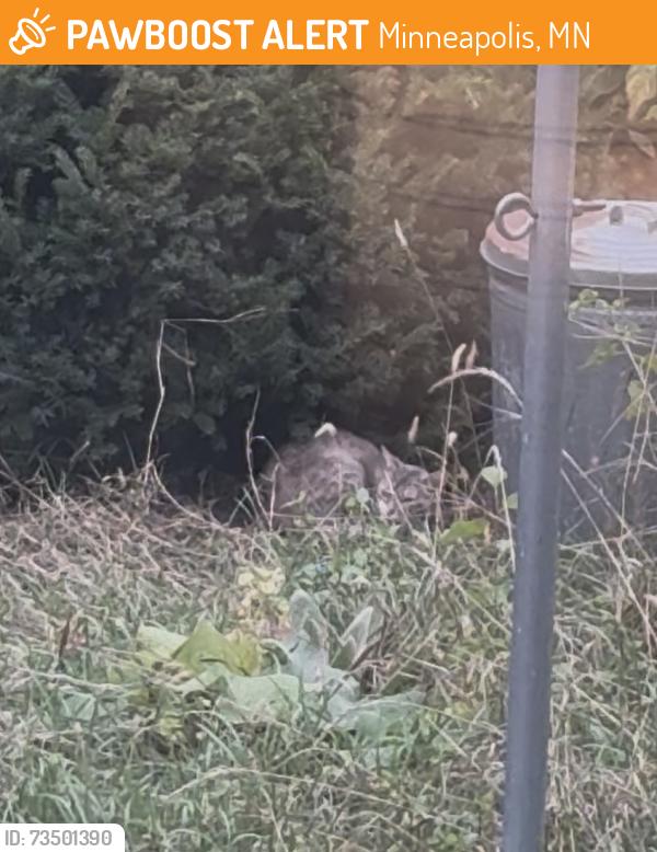 Found/Stray Unknown Cat last seen 11th Ave and 28th St, Minneapolis, MN 55407