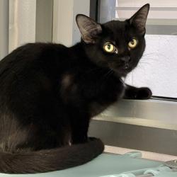 Shelter Stray Female Cat last seen , 244 Georgetown Rd, Jacksonville, NC 28540, USA
