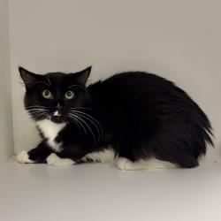 Shelter Stray Female Cat last seen , 244 Georgetown Rd, Jacksonville, NC 28540, USA