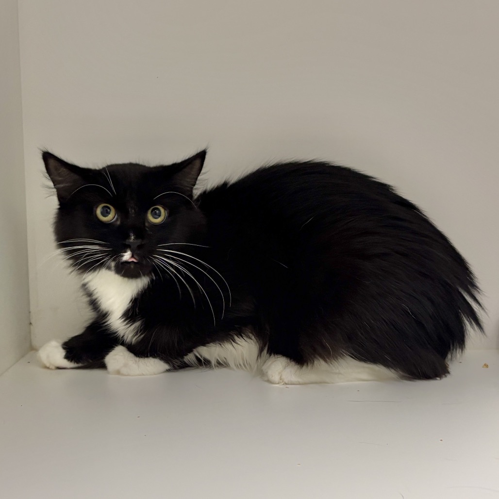 Shelter Stray Female Cat last seen , 244 Georgetown Rd, Jacksonville, NC 28540, USA