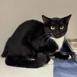 Shelter Stray Female Cat last seen , 244 Georgetown Rd, Jacksonville, NC 28540, USA