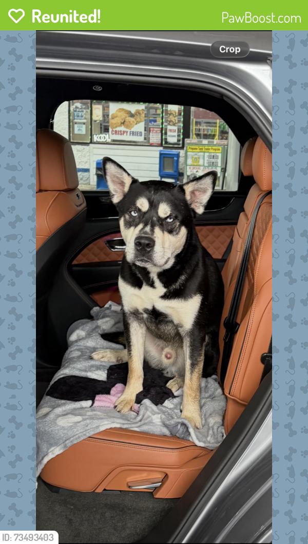 Reunited Male Dog last seen 38th and Emerson, Indianapolis, IN 46218