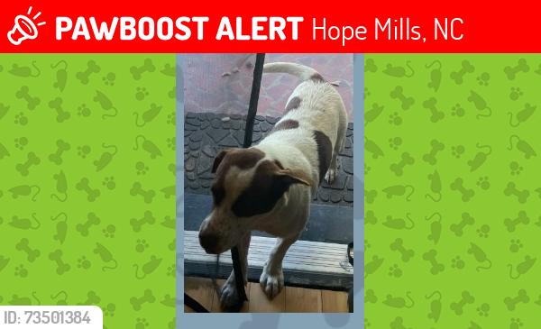 Lost Male Dog last seen Pecan Drive, Hope Mills NC, Hope Mills, NC 28348