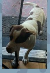 Lost Male Dog last seen Pecan Drive, Hope Mills NC, Hope Mills, NC 28348