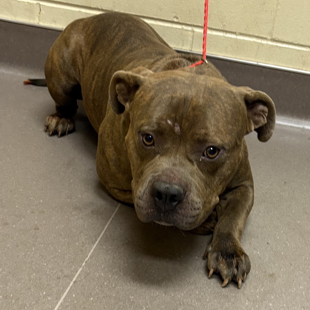 Shelter Stray Unknown Dog last seen , 3428 S Jenkins Ave, Norman, OK 73072, USA