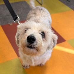 Shelter Stray Male Dog last seen , Animal Care & Control Team of Philly, 111 W Hunting Park Ave, Philadelphia, PA 19140, USA