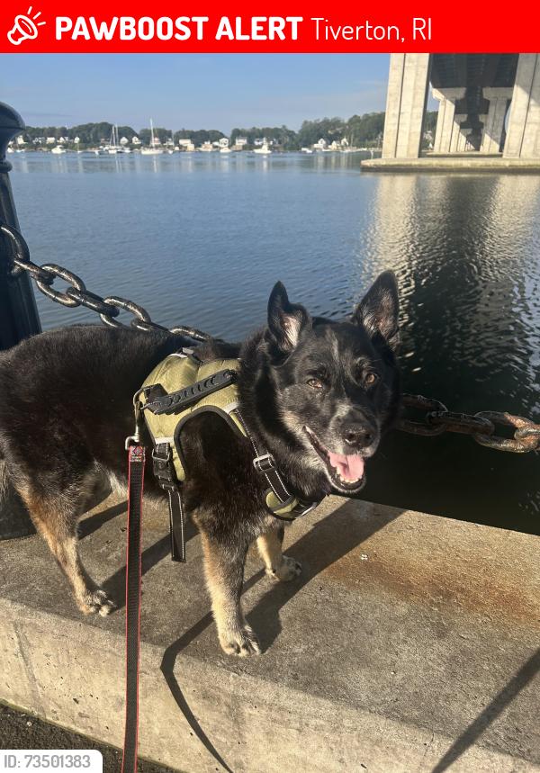 Lost Male Dog last seen Bobbin Hill Td and Nicholson Place, Tiverton, RI 02878