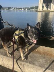 Lost Male Dog last seen Bobbin Hill Td and Nicholson Place, Tiverton, RI 02878