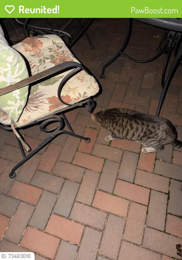 Reunited Unknown Cat last seen Summit and Dewey, Saint Paul, MN 55105