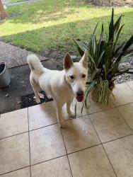 Reunited Male Dog last seen Bertloma St, Pasadena, TX 77502, USA, Pasadena, TX 77502