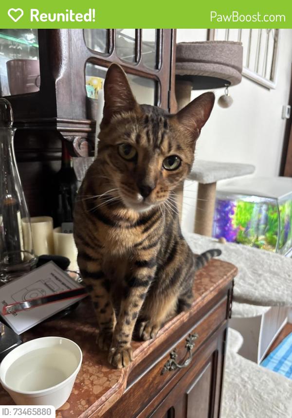 Reunited Male Cat last seen Doerre Intermediate School, Spring, TX 77379