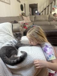 Lost Male Cat last seen Wycliff subdivision around 103rd and Antioch, Overland Park, KS 66212
