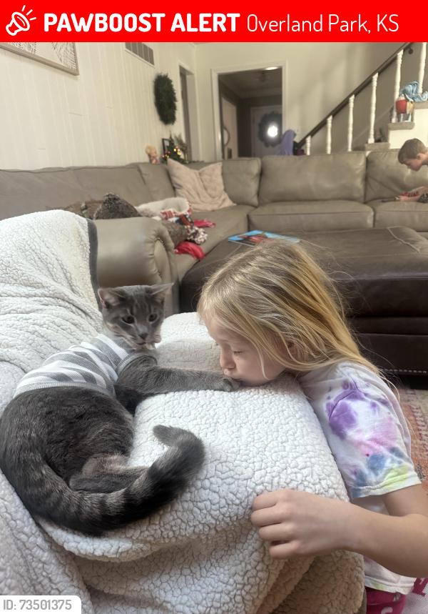 Lost Male Cat last seen Wycliff subdivision around 103rd and Antioch, Overland Park, KS 66212