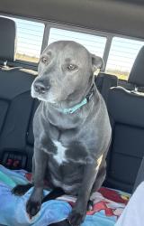 Lost Female Dog last seen McCoy Rd., Dacosta, TX 77905