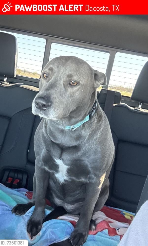 Lost Female Dog last seen McCoy Rd., Dacosta, TX 77905