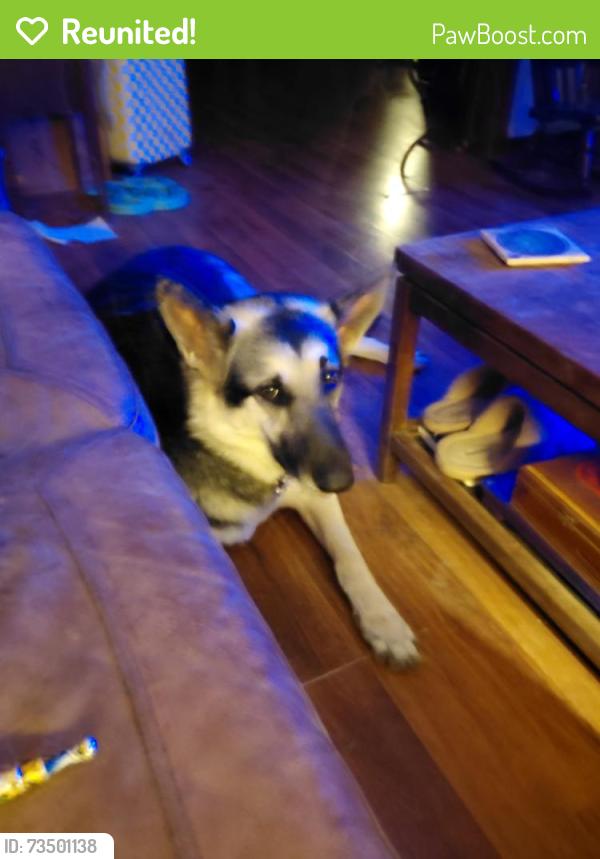 Reunited Female Dog last seen Greens confectionery, Granite City, IL 62040