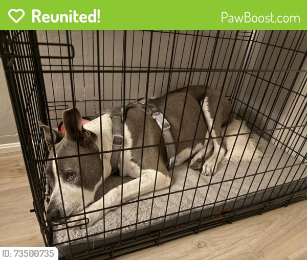 Reunited Female Dog last seen Near 14th street & adeline st, Oakland, CA 94607