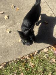 Found/Stray Male Cat last seen Main Street, Cleveland, NC 27013