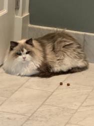 Reunited Female Cat last seen Near Kenwood Ave Newton, Newton, MA 02459