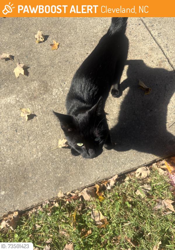 Found/Stray Male Cat last seen Main Street, Cleveland, NC 27013