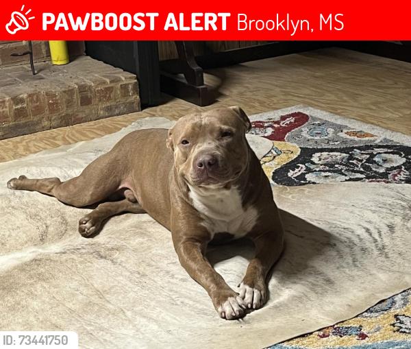Lost Male Dog last seen Benndale Road Janice/Barbara near cypress creek landing desoto national forest, Brooklyn, MS 39425