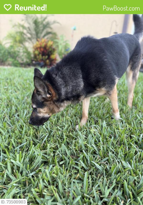 Reunited Female Dog last seen Sumpter and Shadberry in Beacon Woods East, Hudson, FL 34667