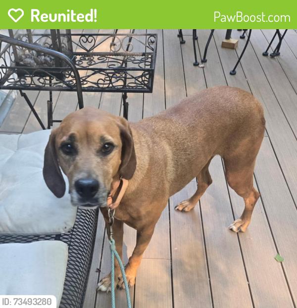 Reunited Female Dog last seen Alpenglow Lane near Greenwood park, Brookeville, MD 20833