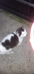 Found/Stray Unknown Cat last seen Pyle collwyn road pyle rugby close, Pyle, Wales CF33 6AL