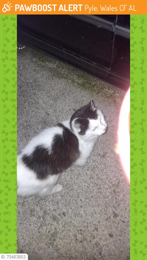 Found/Stray Unknown Cat last seen Pyle collwyn road pyle rugby close, Pyle, Wales CF33 6AL