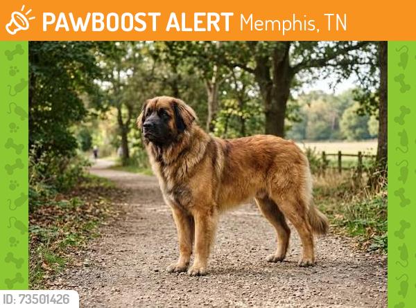 Found/Stray Unknown Dog last seen Mesquite and White Station, Memphis, TN 38120
