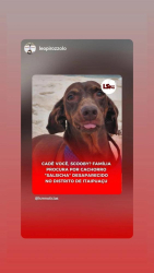 Lost Male Dog last seen Bosque dos Flamboyans, Itaipuaçu, RJ 24942-395