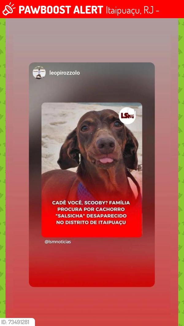 Lost Male Dog last seen Bosque dos Flamboyans, Itaipuaçu, RJ 24942-395