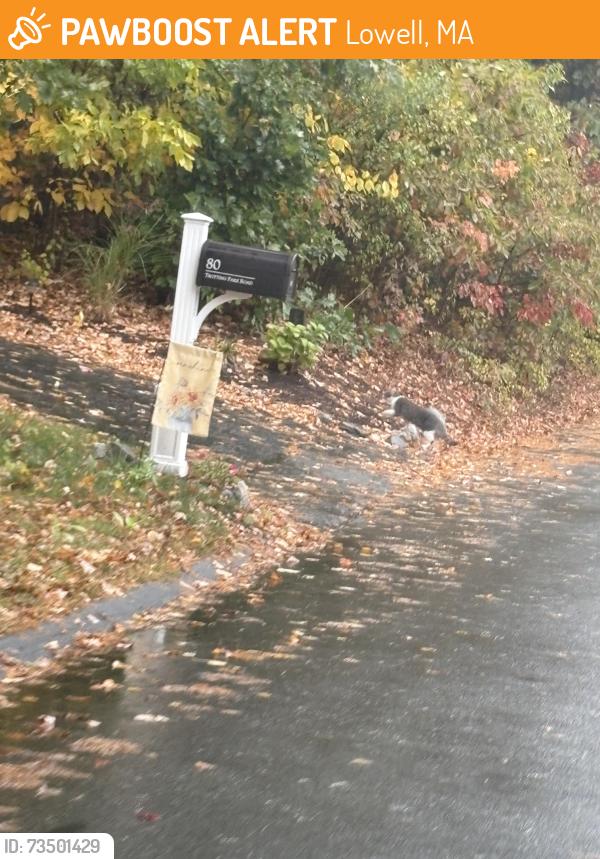 Found/Stray Unknown Cat last seen CANNINGTON street, Lowell, MA 01854