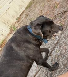 Reunited Male Dog last seen Near Julian lane dr, Tampa, FL 33619