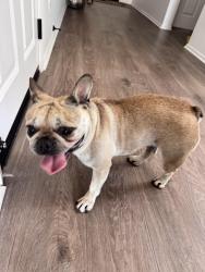 Found/Stray Female Dog last seen state and mcsweeney pkwy, Hemet, CA 92543