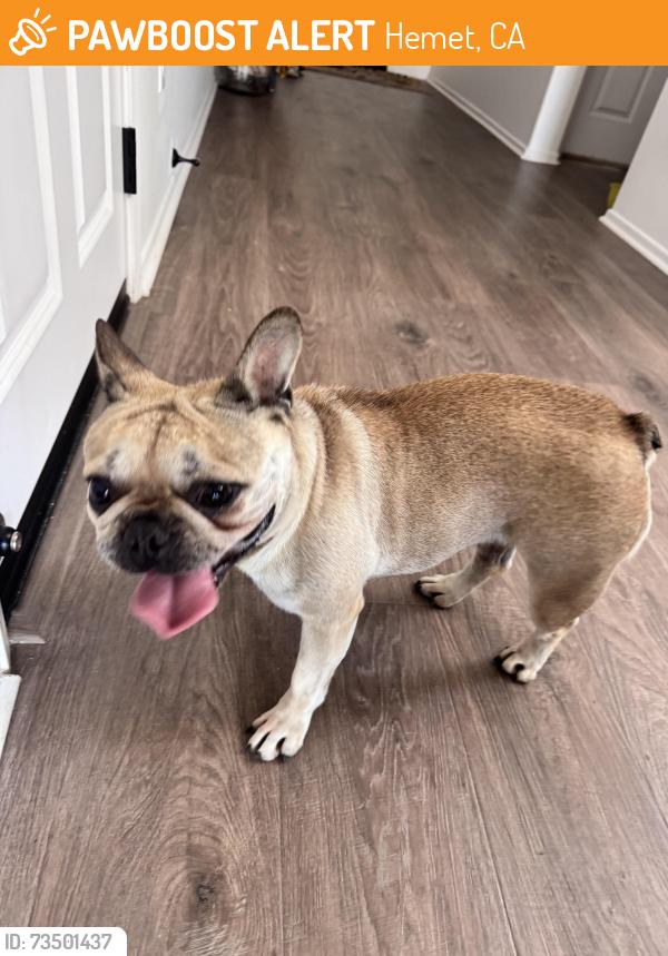 Found/Stray Female Dog last seen state and mcsweeney pkwy, Hemet, CA 92543