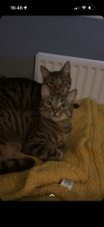 Lost Male Cat last seen Sparcells Park, Sparcells, England SN5 5WA